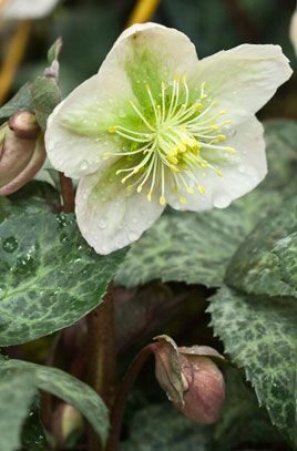 Helleborus ericsmithii Winter Moonbeam- sniegaroze